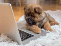 一只松狮犬要多少钱?(饲养松狮犬每年的成本开销)