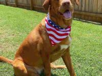 金毛罗威纳犬混血要多少钱一只?(金毛罗威纳杂交的优缺点)