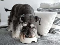 迷你雪纳瑞吃什么狗粮最好?(迷你雪纳瑞的饮食与事项)