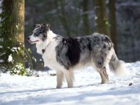 什么是蓝梅尔边境牧羊犬?(蓝梅尔边境牧羊犬的外观特征)