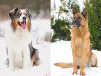 什么是澳大利亚牧羊犬和德牧混种?(澳大利亚牧羊犬和德牧起源历史)