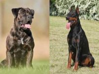 什么是卡斯罗杜宾犬混种?(卡斯罗杜宾犬杂交的起源和历史)