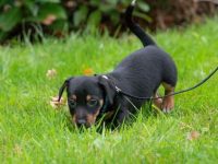 黑色杰克罗素梗犬的价格是多少?(杰克罗素梗犬每年的养护费用清单)