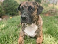 混血拳师獒多少钱一只?(拳师犬獒犬杂交的优缺点)