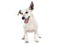 什么是白色杰克罗素梗犬?(白色杰克罗素梗犬的外观特点)