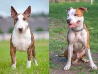 什么是斗牛梗斗牛犬混种?(斗牛梗斗牛犬杂交的起源和历史)