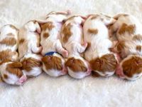 小型犬是不是越小越便宜?(饲养幼犬的初始用品攻略)