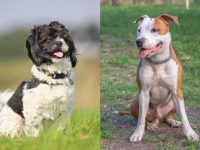 什么是西施斗牛犬混种?(西施比特犬杂交的起源和历史)