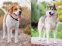 什么是比格哈士奇混种犬?(比格犬哈士奇杂交的起源和历史)