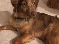 澳大利亚牧羊犬金毛混血多少钱?(澳大利亚牧羊犬金毛杂交的优缺点)