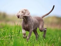 威玛猎犬的价格是多少?(影响威玛猎犬幼犬的成本因素)