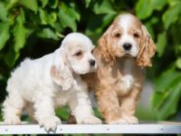 盘点全球出售高质量可卡犬的十大排名地点