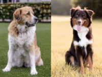 什么是大比利牛斯澳大利亚牧羊犬混种?(比利牛斯澳牧杂交起源历史)