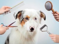 养澳大利亚牧羊犬要准备什么东西?(澳大利亚牧羊犬的美容护理小要点)