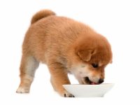 柴犬吃什么狗粮比较好?(柴犬的饮食及注意事项)