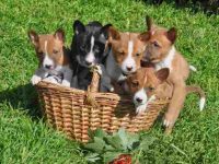 饲养巴森吉犬每年要花多少钱?(巴森吉犬一年的费用清单)