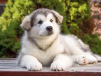 阿拉斯加雪橇犬每月要花多少钱?(阿拉斯加犬养一年费用)