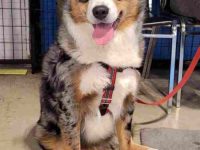 澳大利亚牧羊犬伯恩山犬混血多少钱?(澳牧伯恩山犬杂交的优缺点)