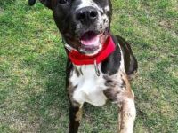 一只卡塔胡拉斗牛犬的价格是多少?(卡塔胡拉斗牛犬的优缺点)