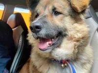 德国牧羊犬博美犬混血要多少钱?(德牧博美犬杂交的优缺点)