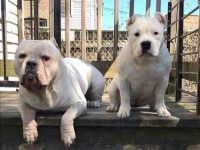 什么是白犀牛比特犬?(白犀牛比特犬的起源和历史)