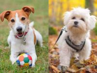 什么是杰克罗素梗马耳他混种?(杰克罗素梗马耳他杂交的起源和历史)