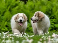 盘点全球出售高质量大比利牛斯山犬的十大排名地点