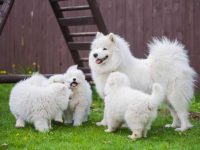 养一只萨摩耶犬每年需要多少钱?(萨摩耶犬每年的养护开支)