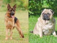 什么是德国牧羊犬哈巴狗混种?(德国牧羊犬哈巴狗杂交起源和历史)