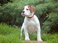 一只美国斗牛犬要多少钱?(饲养美国斗牛犬一年的成本开销)