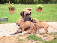 一只纯种大丹犬要多少钱?(影响大丹犬的价格差异及其原因)