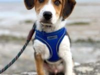 边牧比格犬杂交要多少钱一只?(边境牧羊犬比格犬混血的优缺点)