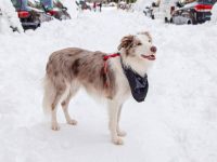 红梅尔边境牧羊犬的价格是多少?(红梅尔边境牧羊犬每年的养护开支)