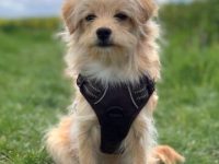 混血马尔蒂普吉娃娃犬要多少钱?(马尔蒂普吉娃娃犬杂交的优缺点)