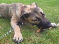 卡斯罗德国牧羊犬要多少钱一只?(卡斯罗德国牧羊犬杂交的优缺点)