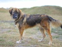 什么是大比利牛斯边境牧羊犬混种?(比利牛斯边境牧羊犬起源和历史)