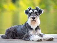 迷你雪纳瑞雄性还是雌性适合看家门,有那些优点?