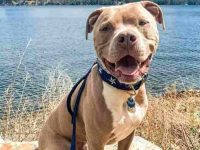 香槟斗牛犬要多少钱一只?(香槟斗牛犬的寿命是多少年)