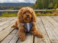 卡瓦普犬吃什么狗粮比较好?(卡瓦普犬的禁忌食物)