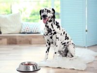 斑点狗吃什么狗粮比较好?(喂养斑点狗的方法及注意事项)