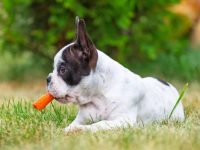 法国斗牛犬吃什么有营养又健康?(法国斗牛犬千万不能吃的食物)