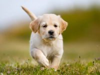 一只金毛寻回犬要多少钱?(影响金毛幼犬成本差异的原因)