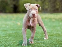 什么是香槟色斗牛犬?(香槟斗牛犬的气质特点)