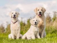 盘点全球出售高质量拉布拉多的十大排名地点