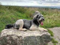 什么是巨型雪纳瑞?(巨型雪纳瑞的起源和历史)