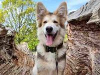 一只阿拉斯加牧羊犬要多少钱?(阿拉斯加牧羊犬的优点和缺点)