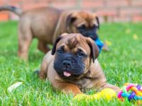 饲养一只斗牛獒犬每年花多少钱?(养斗牛獒必须要知道的省钱技巧)