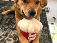 混血西施斗牛犬多少钱一只?(西施斗牛犬杂交的优缺点)