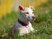 什么是惠比特拉布拉多混种犬?(惠比特拉布拉多犬杂交的起源和历史)