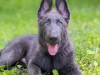 蓝色德国牧羊犬要多少钱一只?(蓝色德牧的寿命多长时间)